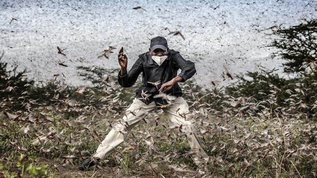 Locusts ravage a field in Kenya. Picture: The Washington Post.