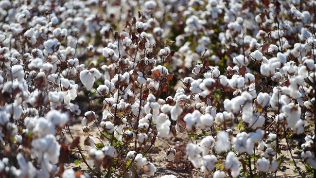 Experts have branded the cotton ban a clear ­violation of world trade laws — as well as a breach of the spirit of the landmark China-Australia Free Trade Agreement.