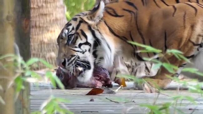 3 playful tiger cubs make debut at Hogle Zoo - Deseret News