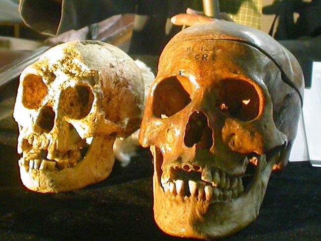 Skull of modern-day human (r) next to skull of recently discovered Homo floresiensis human dwarf species at Indonesian Centre for Archaeology in Jakarta, Indonesia 05 Nov 2004 - flores man skeleton skeletal remains archaeology archeology anthropology heads head evolution discoveries history