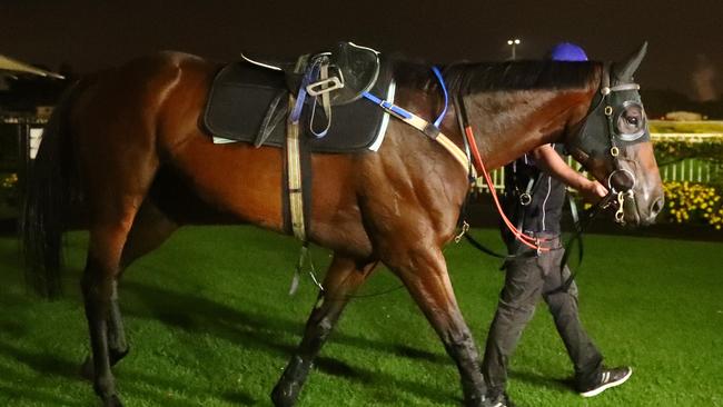 Winx will be the star attraction at Rosehill on Saturday. Picture: Gregg Porteous