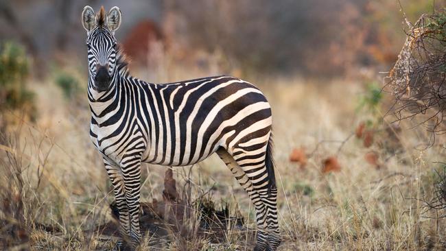 A zebra on the lookout in Tarangire National Park, Tanzania. Picture: Alamy