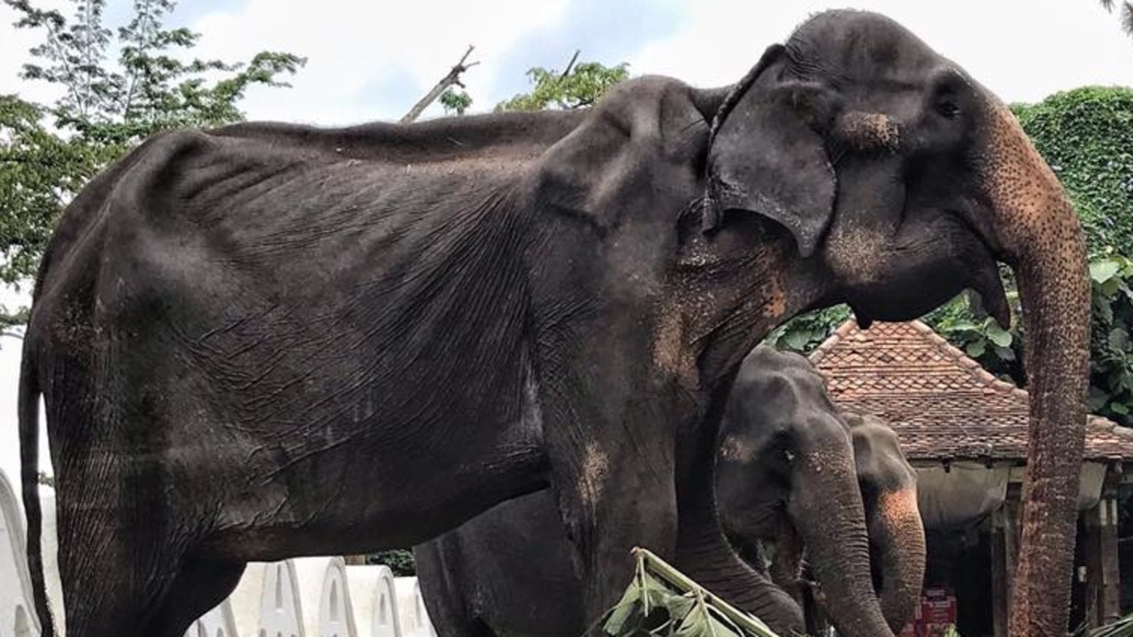 Photos of starving elephant spark calls to boycott Sri Lankan festival ...