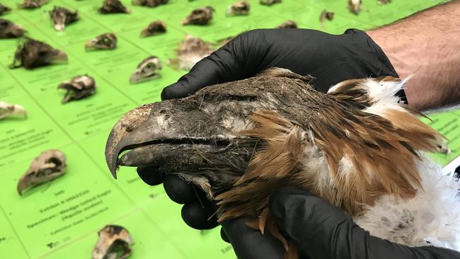 Some of the 136 wedge-tailed eagle carcasses found on a rural property in East Gippsland.