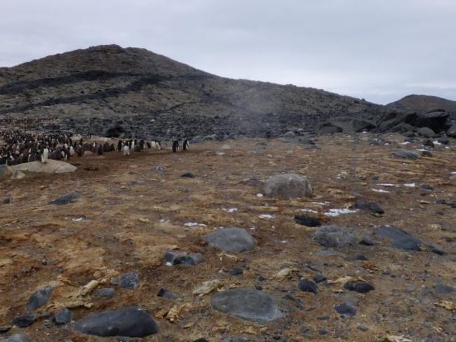 Another abandoned penguin colony with mummified carcasses. This graveyard is dated to 750 years ago. Living penguins can be seen in the upper left. Picture: Yuesong Gao.