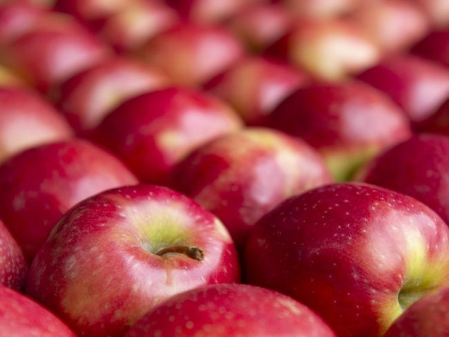 FOCUS: Fankhauser  ApplesThe Fankhauser family has been growing apples in Australia for over 120 years. We are currently situated in Drouin in West Gippsland, Victoria and have been growing apples from that location for more than 30 years. The owners Liz and Glynn Fankhauser, are 3rd generation orchardists and with their son Brad as General Manager and his wife Darlene as Office Manager and his sister Lauren working in the orchard and packing shed, we grow around 1000 tons of apples each year.PICTURED:  Brad and Peppa the German Shepherd on farm at Drouin. Generic apple.PICTURE: ZOE PHILLIPS