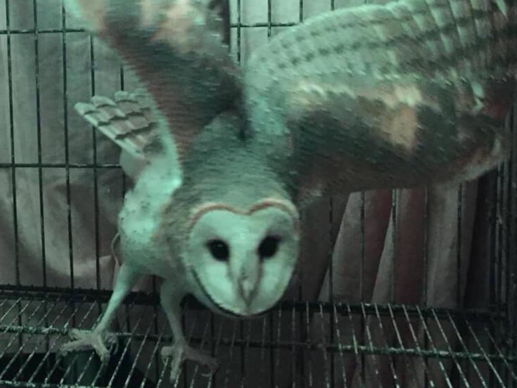 Mrs Hissalot, our Barn Owl. Picture: Matt Rycroft