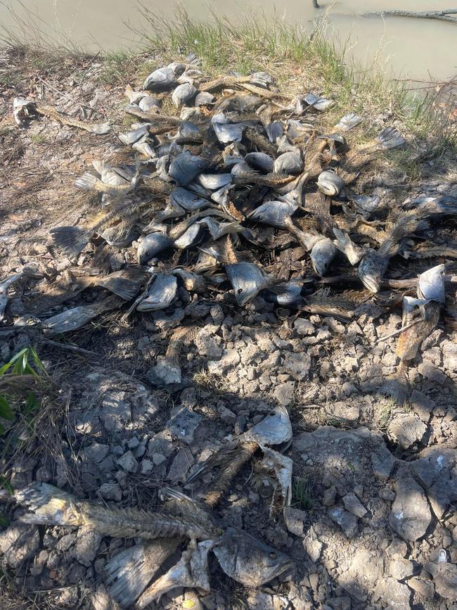 Discarded fish frames on the Norman River. Picture: Dylan Leschke