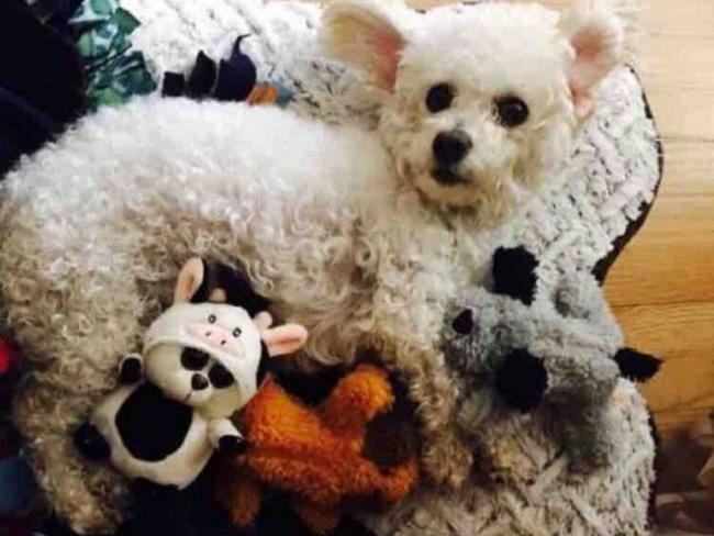 Twinkle the Dog - owner Xavier Hernandez replaced her lost puppies with stuffed toys. Picture: Xavier Hernandez