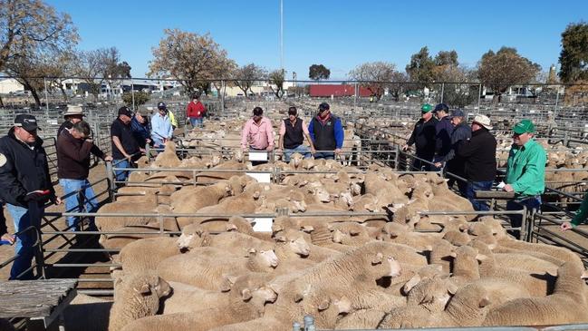 Before times: In pre-coronavirus times, as above, lamb prices traditionally ease in early September, but the trend has been reversed this year.