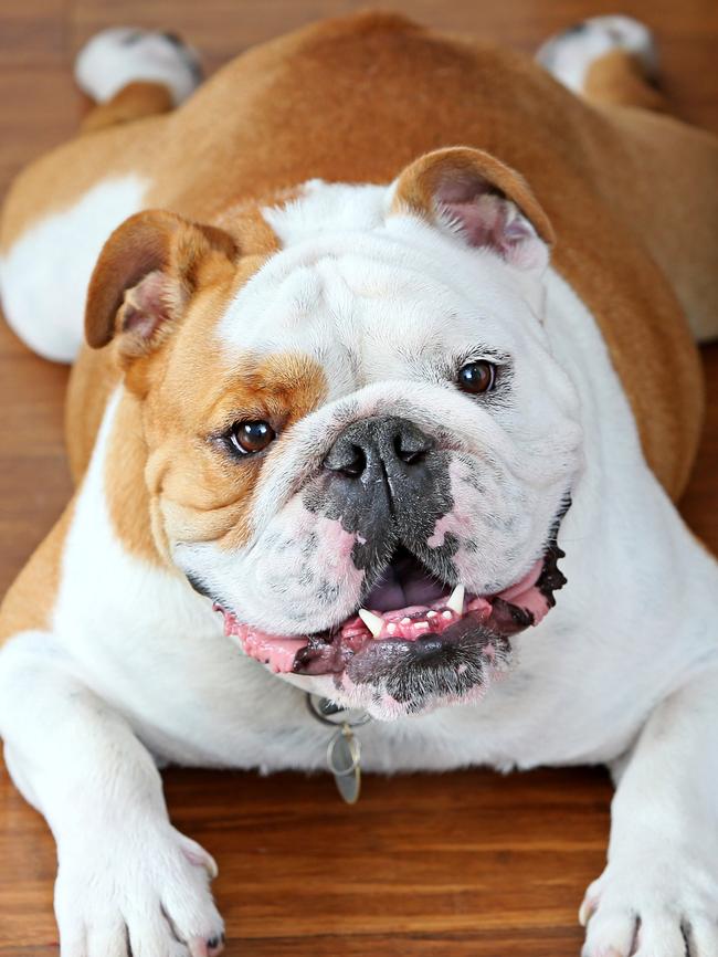 Bentley the Bulldog at home in Seaforth. Picture: Troy Snook