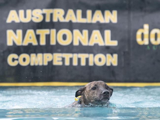 Jedda competes in dock dogs. Toowoomba Royal Show. Saturday, April 1, 2023. Picture: Nev Madsen.