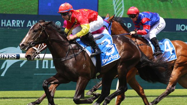 Calgary Stampede looks great value in the Inglis Millennium. Picture: Grant Guy