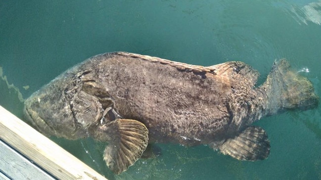 A Queensland grouper weighing 120kgs and thought to be more than 40-years-old lines up for a feed near the Cook's landing Kiosk in Cooktown.