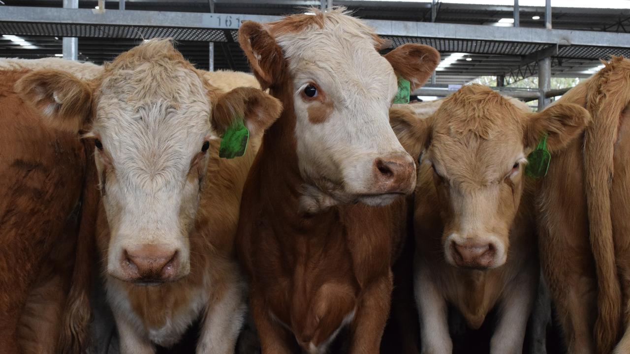 Jenny Kelly: Have cattle prices overheated? | The Weekly Times