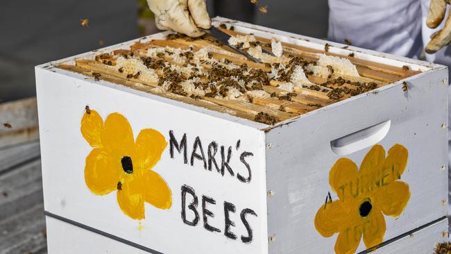 Angus Turner attending to the Mark's beehive. Picture: Jerad Williams