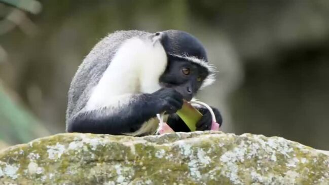 British Zoo Welcomes Family of Rare Roloway Monkeys in Effort to ...