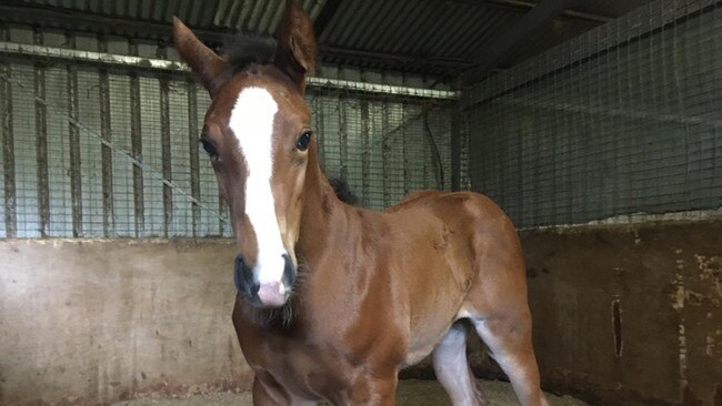 Foal believed to be from Miss Andretti by Addictive Nature.