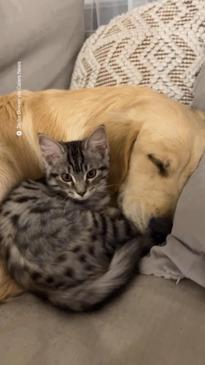 Melbourne puppy and kitten are best friends