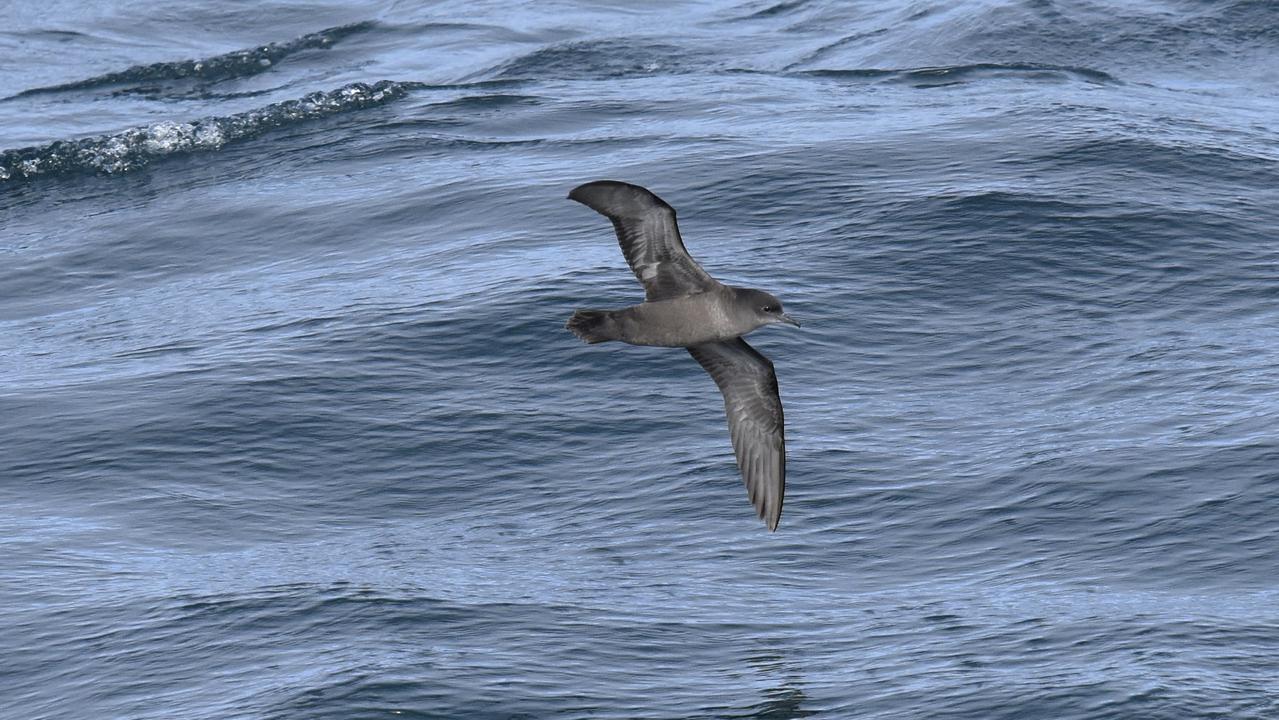 Migratory mutton birds, also known as short-tailed shearwaters, have been washing ashore along the east coast of Australia, putting authorities on alert for any signs of avian flu. Picture: Eric J Woehler