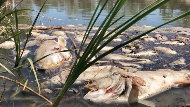 Footage shows the large number of dead fish in the river. Picture: Office of Jeremy Buckingham MLC