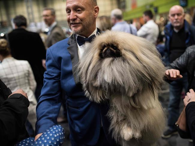 A man from Mexico leaves a show ring with his pekingese dog after taking part in the Eukanuba World Challenge competition on the first day of the Crufts dog show at the National Exhibition Centre. Picture: AFP
