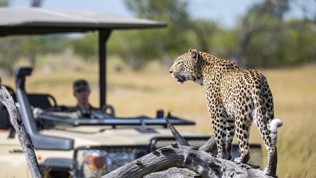 A leopard in the Moremi Game Reserve, Botswana.