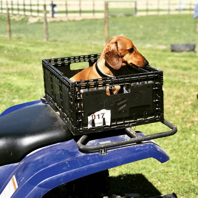 Saus, the purebred miniature dachshund from the Mornington Peninsula, loves to be part of the action on the farm, hence the special seat on the back of the bike. Picture: Jane Turney