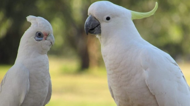 A little corella and sulphur-crested cockatoo.
