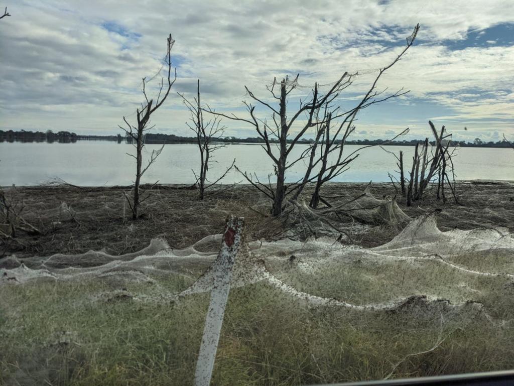 Spider apocalypse' hits Australia as clouds of cobwebs blanket landscape