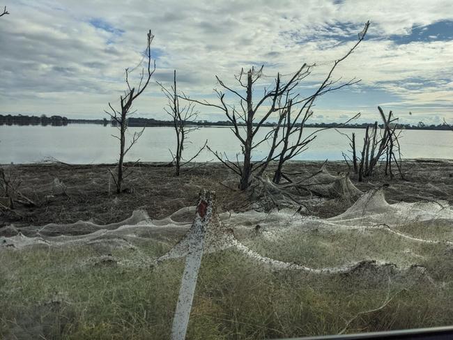 Ballooning is a temporary survival tactic used by spiders to allow them to keep hunting while the ground dries out. Picture: jk409 / Reddit