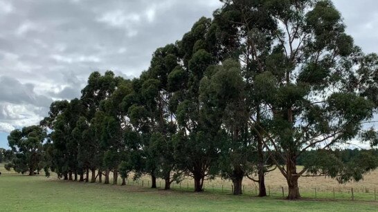 Pine Ridge Campground in Yahl, near Mount, Gambier, is seeking to expand and build camping sites and cabins complete with decks and verandas. Picture: Hipcamp