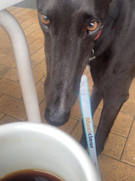 John Radnell says Shiloh the greyhound has dragged him to the cafe, instead of keeping him chained to the desk.