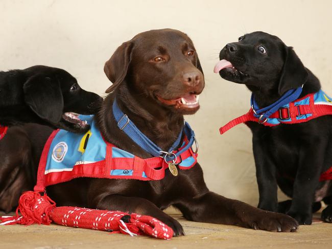 The dogs learn to perform a number of duties. Picture: Sam Ruttyn