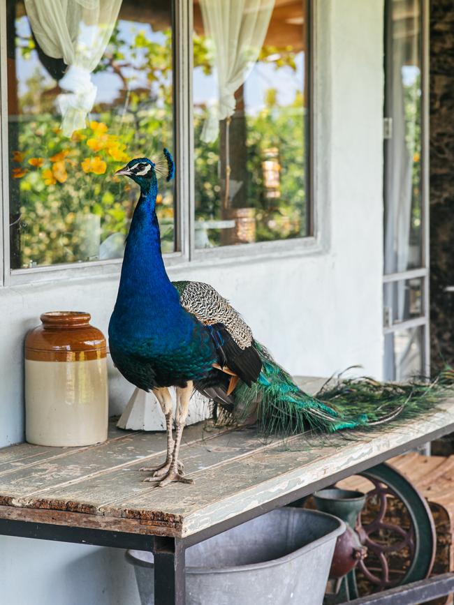 Resident peacock at Sean Moran's restaurant