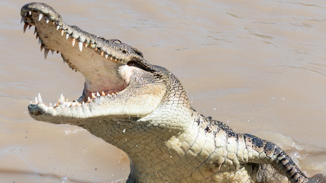 ‘Significant injuries’: Man attacked by croc near Adelaide River