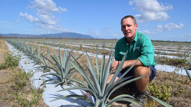 Chris Monsour of Prospect Agriculture with agave plants flourishing on a farm south of Bowen. Photo: Elyse Wurm