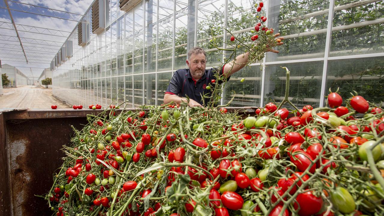 Mathew Fergusson, general manager at Perfection Fresh at Two Wells throws tomatoes into a skip for disposal. Picture: Brett Hartwig