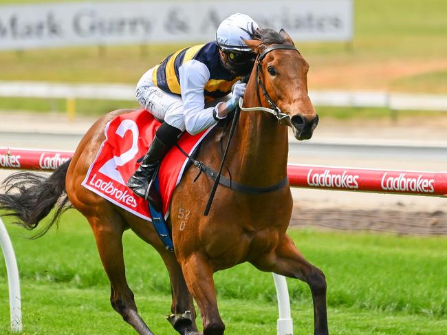 Promising three-year-old Licensed can repeat his brilliant debut win when he steps out at Cranbourne on Friday night. Picture: Racing Photos via Getty Images.