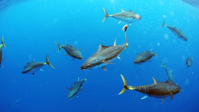 The bluefin tuna have arrived in Sydney just when Al heads down the coast!