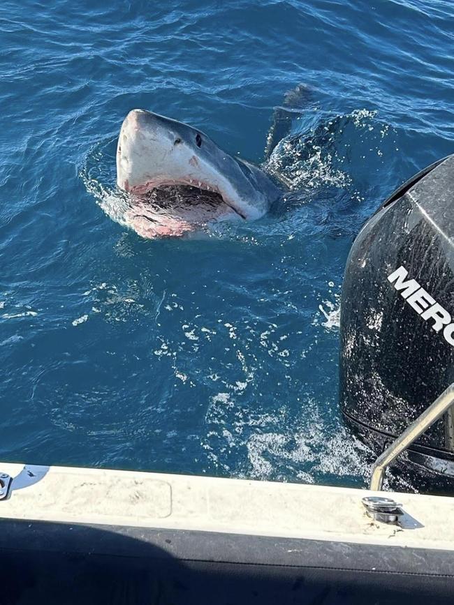 The great white later tried to take a chunk out of the group’s boat motor. Picture: Instagram, @isabella.sesto.