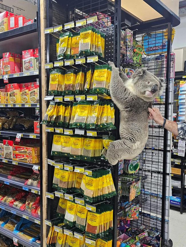 The koala wandered in and climbed the herbs and spices stand. Picture: Instagram/@meeniyanigalocalgrocer