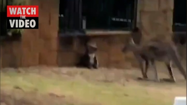 Kangaroo versus koala in Queensland over the weekend (7 News)