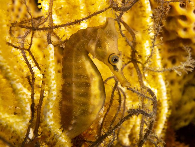 Threatened Species: Winner (detail): ‘Golden Seahorse’ by Pete McGee, New South Wales