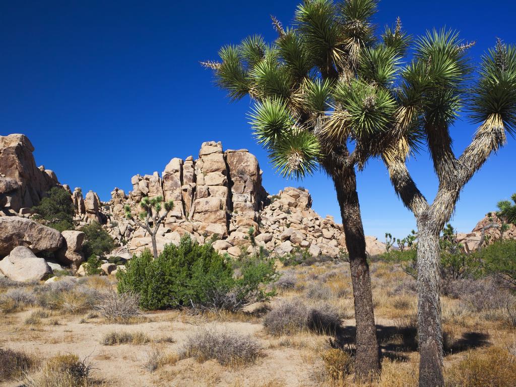 Miley Cyrus climbs Joshua tree: Slammed for irresponsible act | news ...