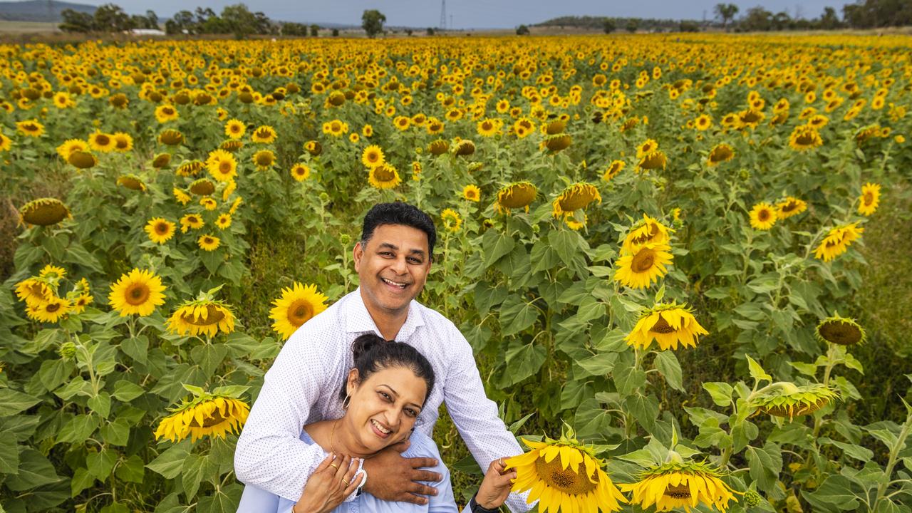 Brisbane visitors Chandra and Swati Lakkola in the Warraba Sunflowers summer crop.