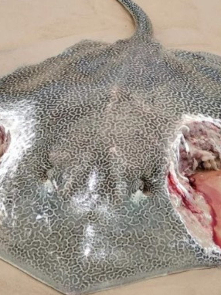 Qld: Stingray with two shark bites washes up on K’gari Beach | Daily ...