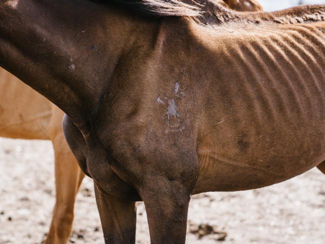 Man on horse neglect charges to go to trial