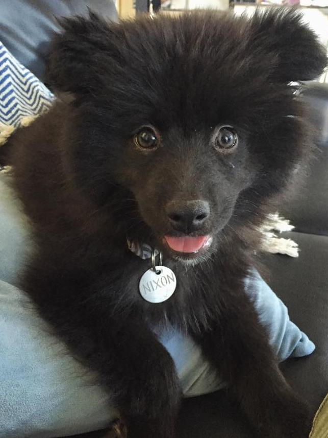 Tessa Cunningham and Joshua McLean’s dog Nixon. He is an eight-month-old samoyed X pomeranian and his owners call him “little bear” because he looks like a fluffy black bear cub. Nixon is full of energy, always has a big smile on his face and loves going for walks.