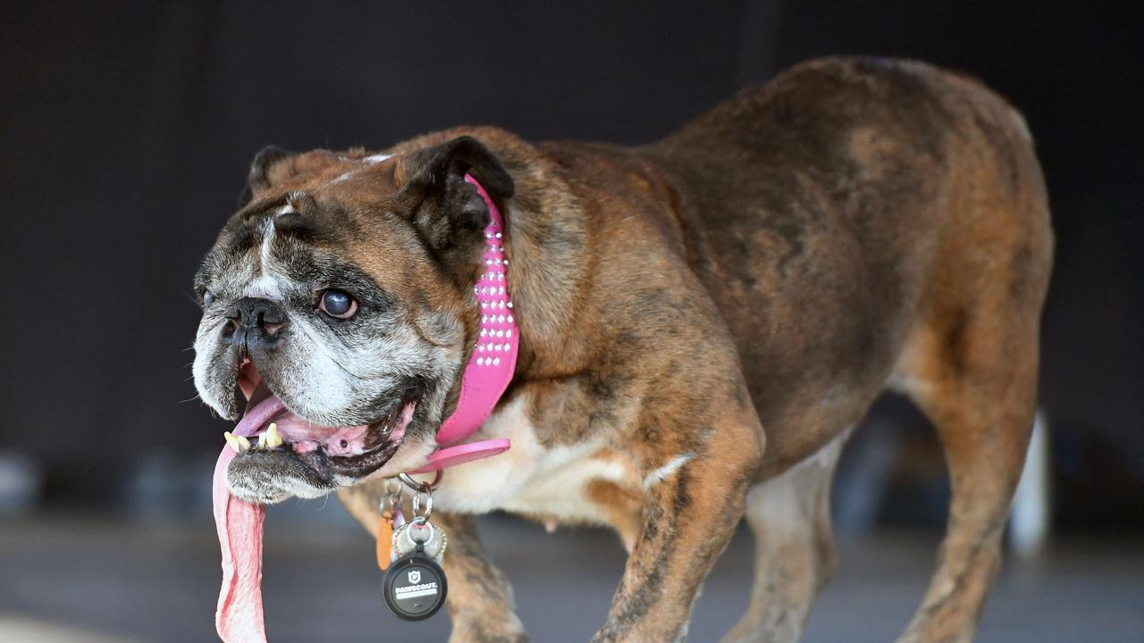 Zsa Zsa licked the competition. / AFP PHOTO / JOSH EDELSON